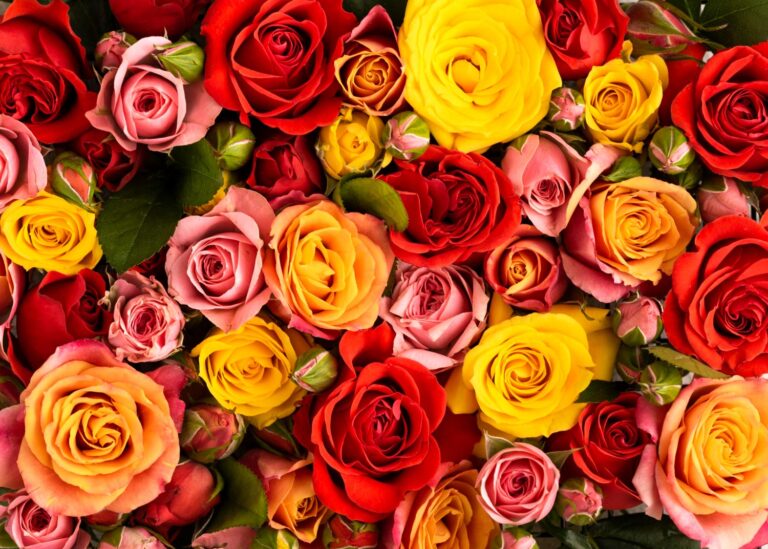 ¿Cuál es el significado de las rosas de colores?